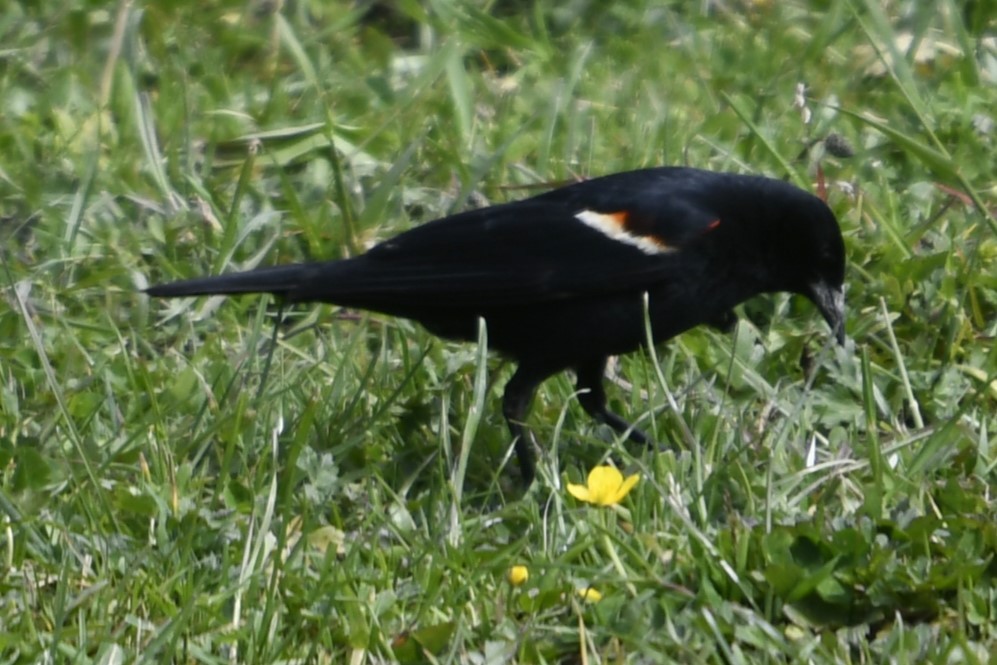 blackbird sp. - ML618183072