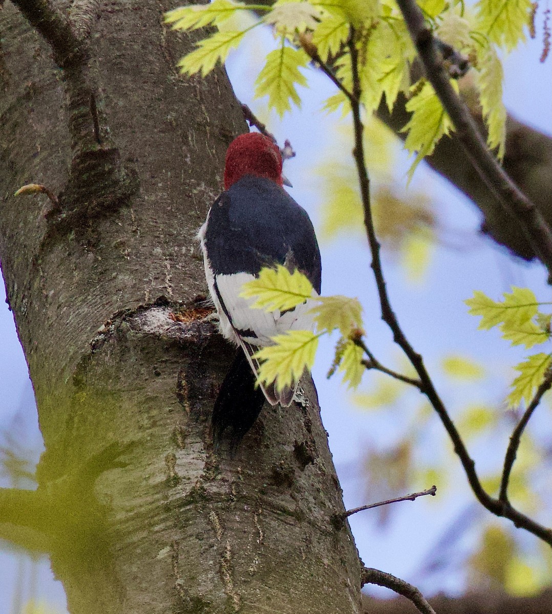 Red-headed Woodpecker - Michael Yellin