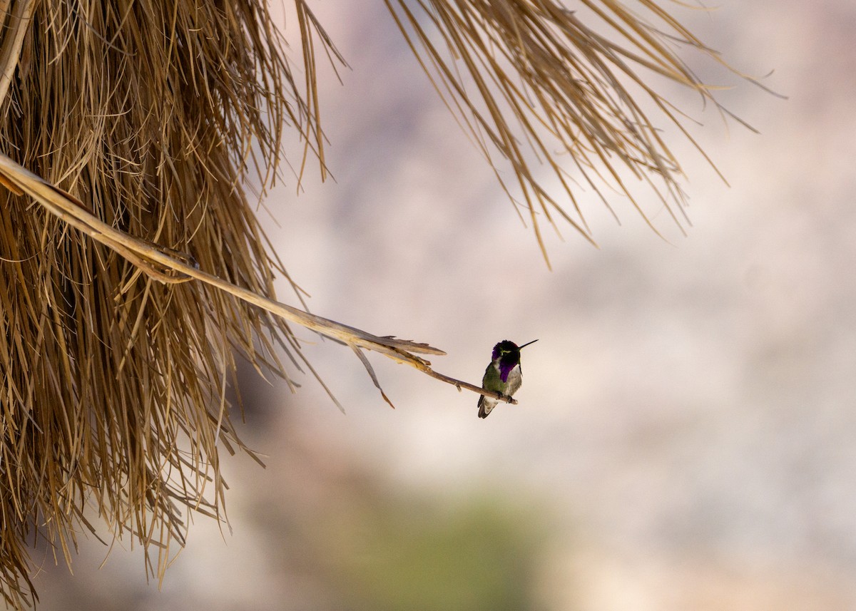 Costa's Hummingbird - Anthea Barrera leal