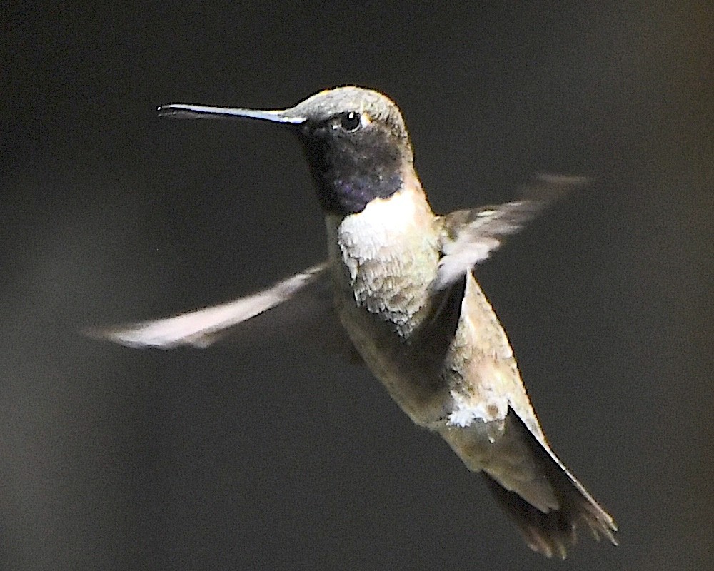 Black-chinned Hummingbird - ML618183254