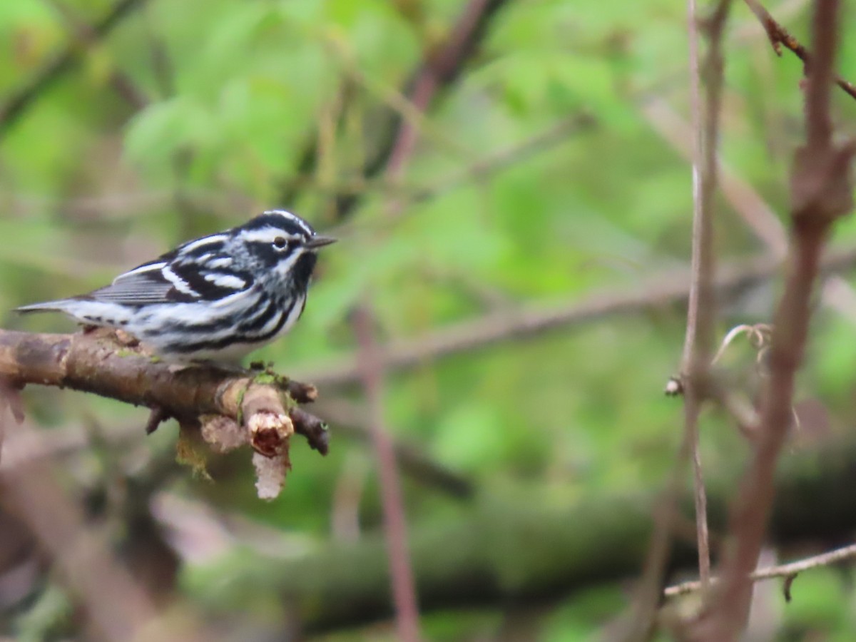 Black-and-white Warbler - Herky Birder