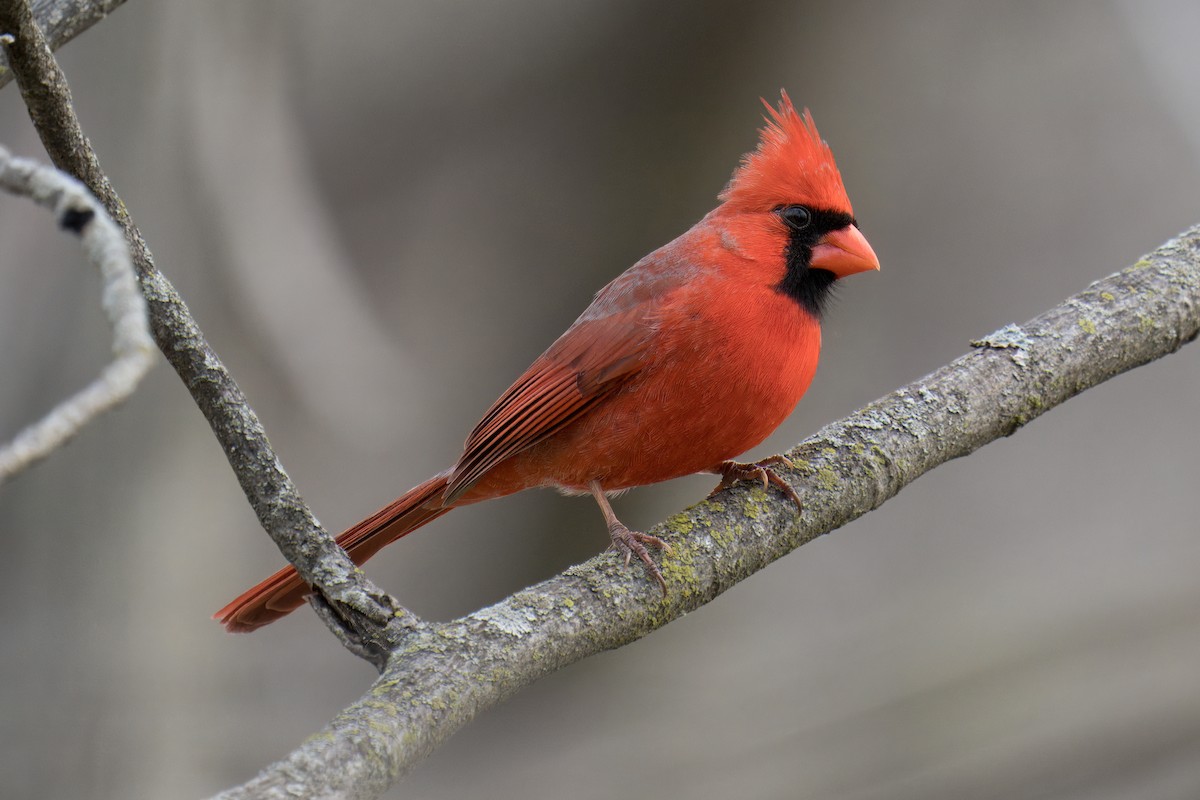 Northern Cardinal - Paco Luengo