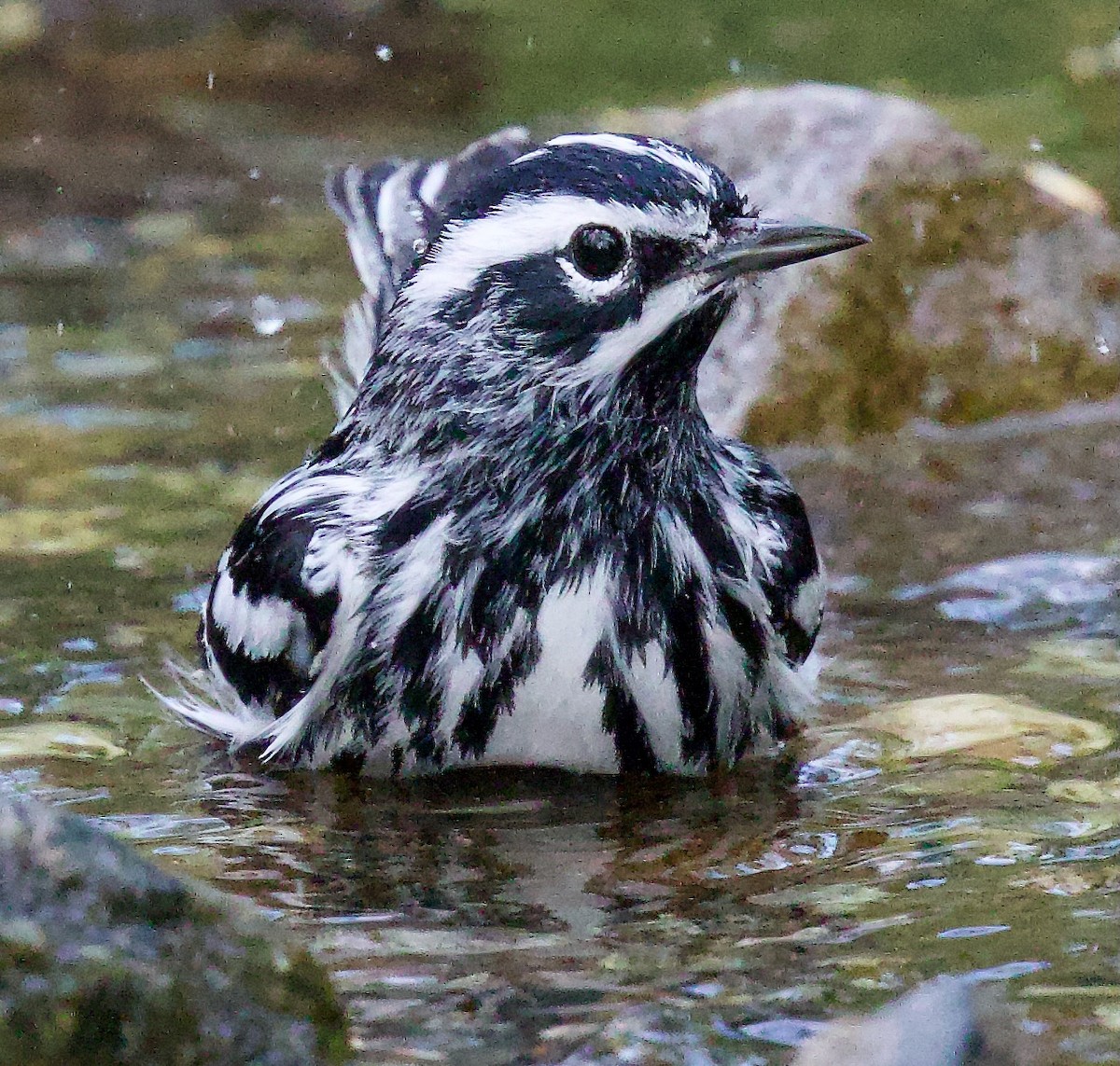 Black-and-white Warbler - Michael Yellin