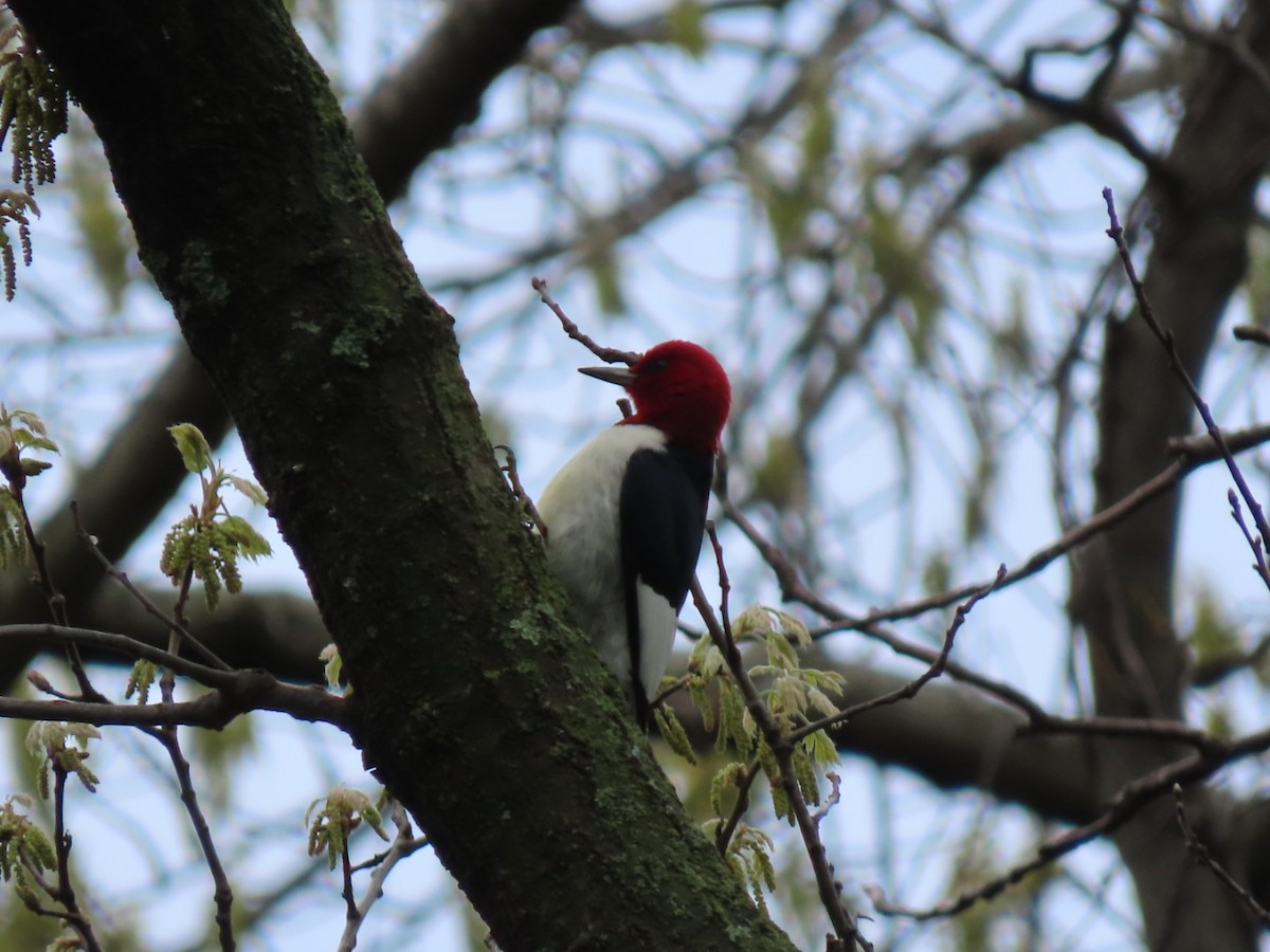 Red-headed Woodpecker - ML618183327