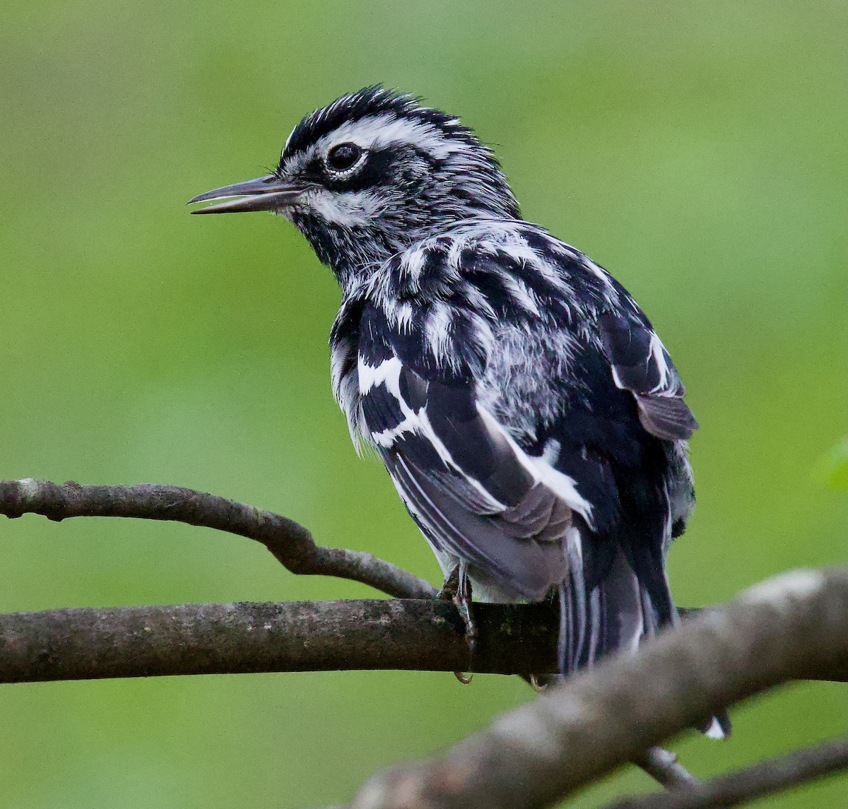 Black-and-white Warbler - ML618183338