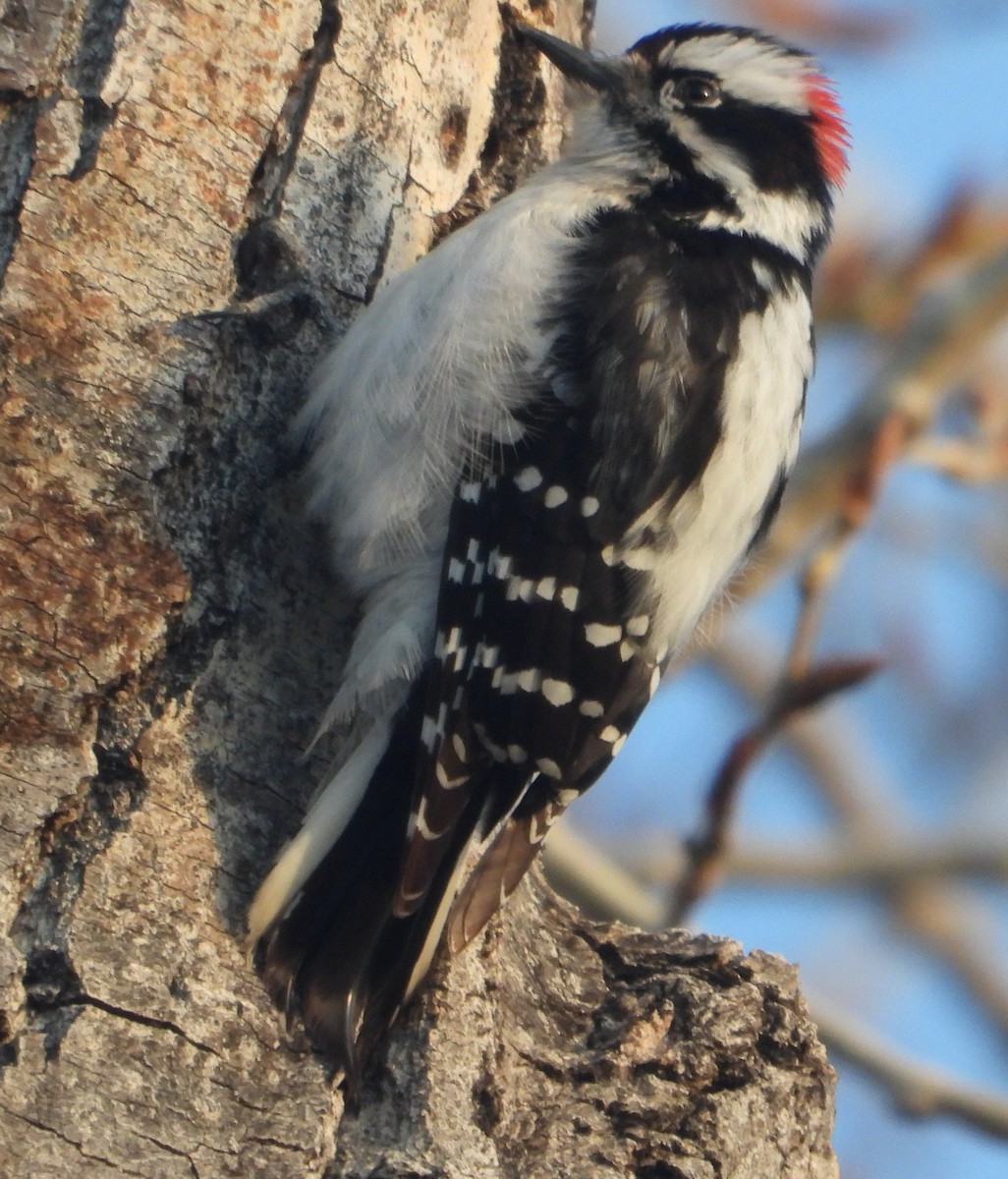 Downy Woodpecker - ML618183350