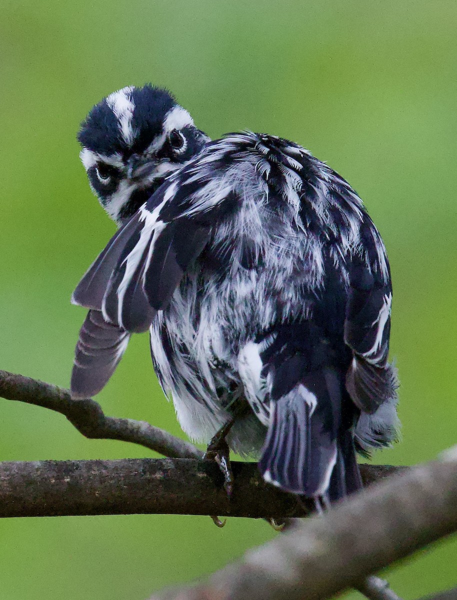 Black-and-white Warbler - ML618183374