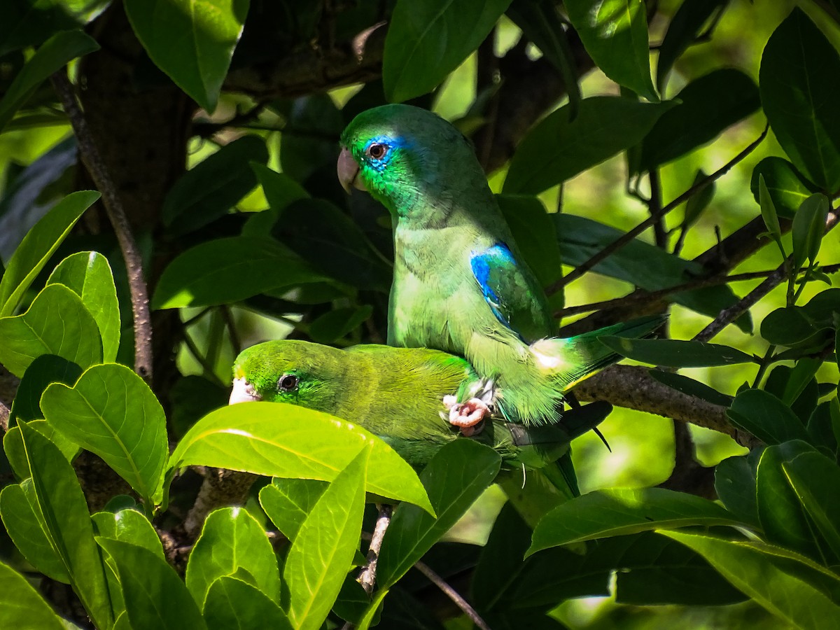 Spectacled Parrotlet - ML618183392