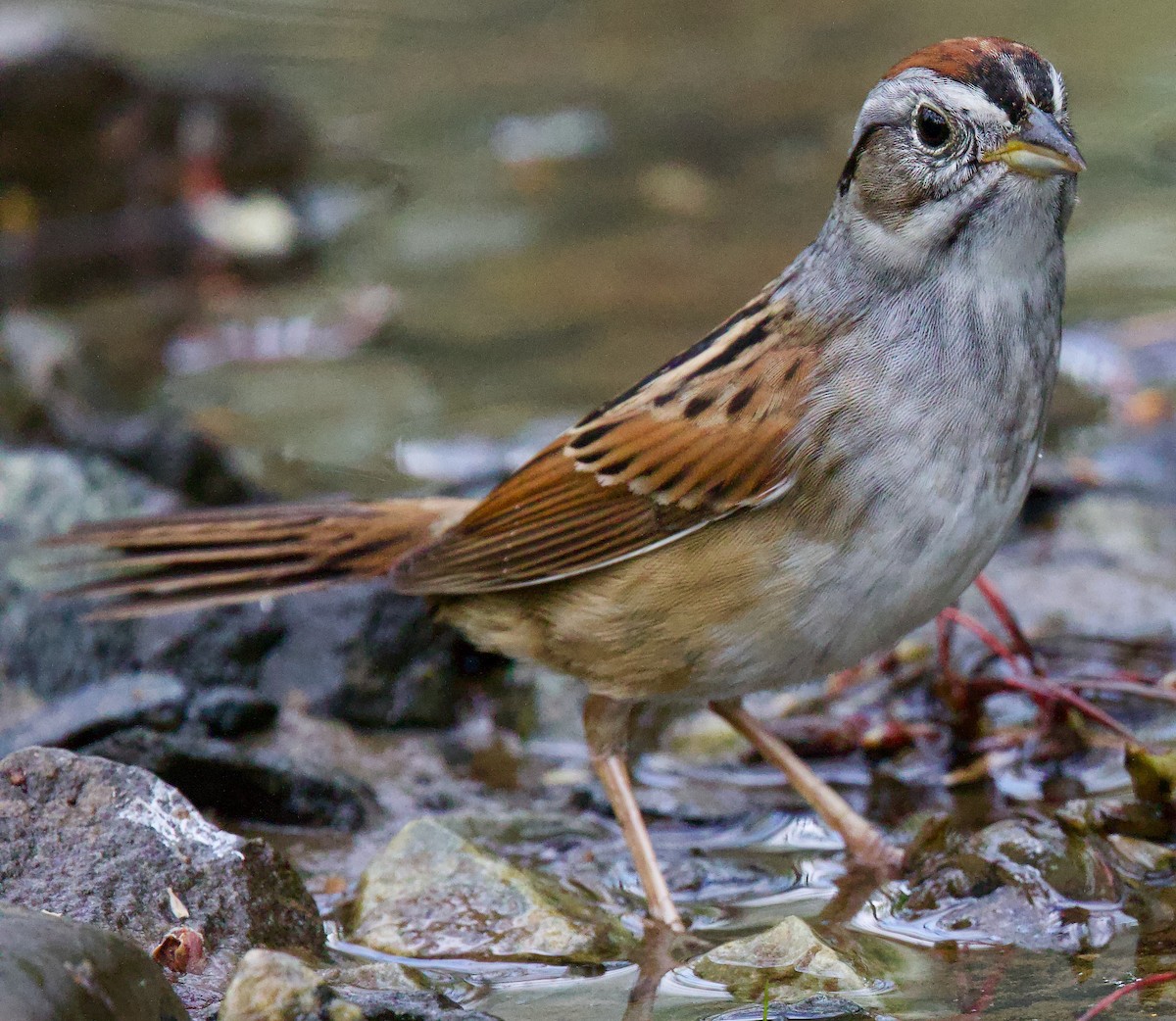 Swamp Sparrow - ML618183393