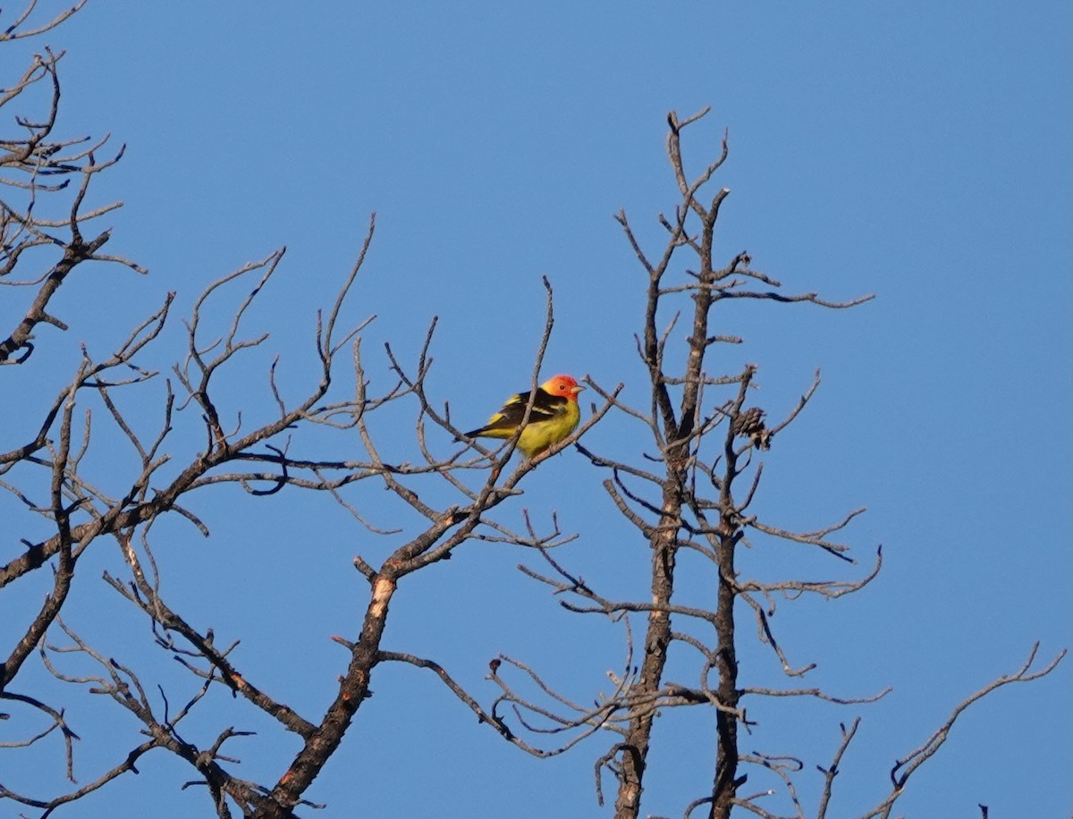 Western Tanager - ML618183431