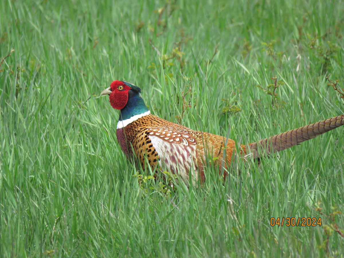 Ring-necked Pheasant - Linda Gardrel