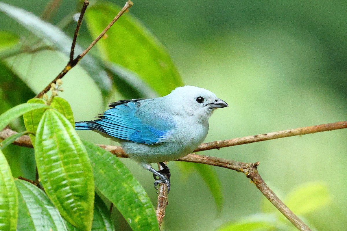Blue-gray Tanager - ML618183457
