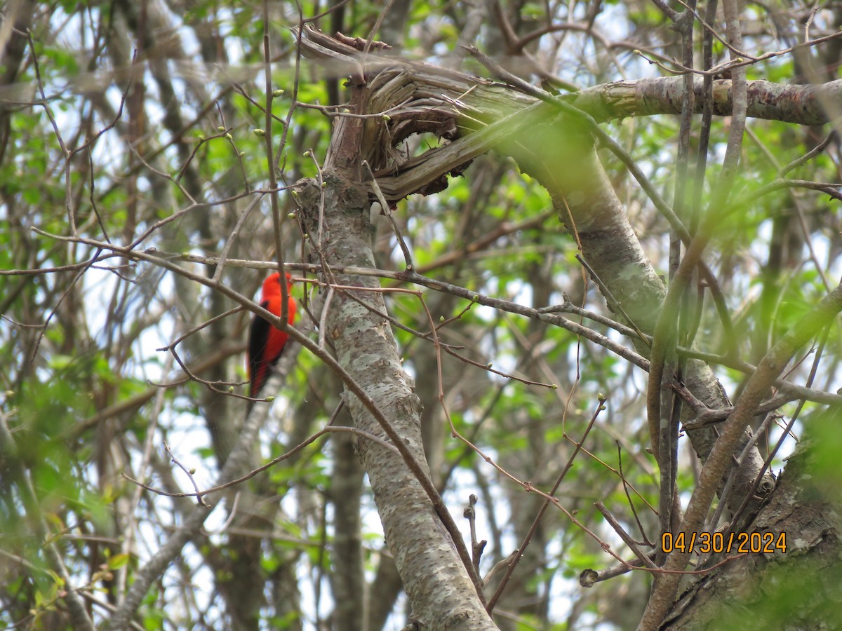 Scarlet Tanager - ML618183491