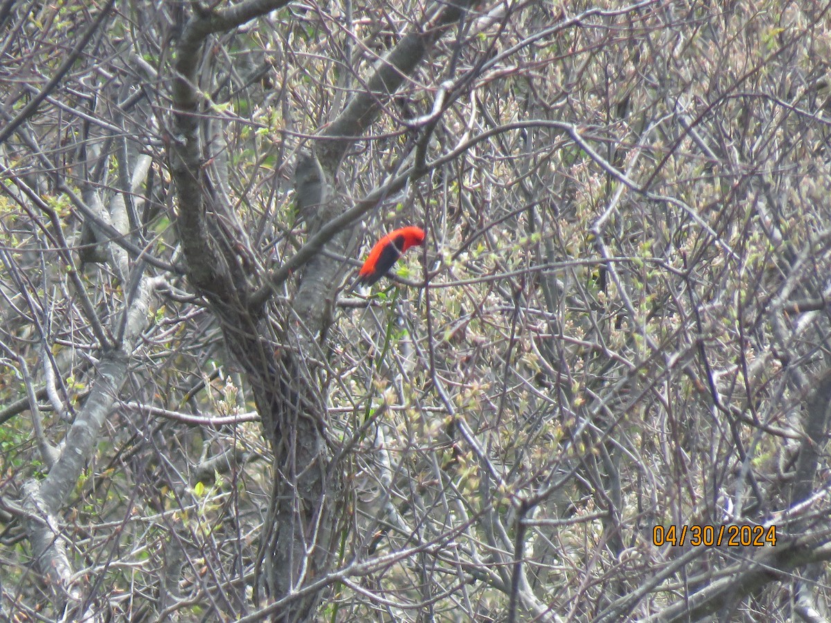 Scarlet Tanager - ML618183492