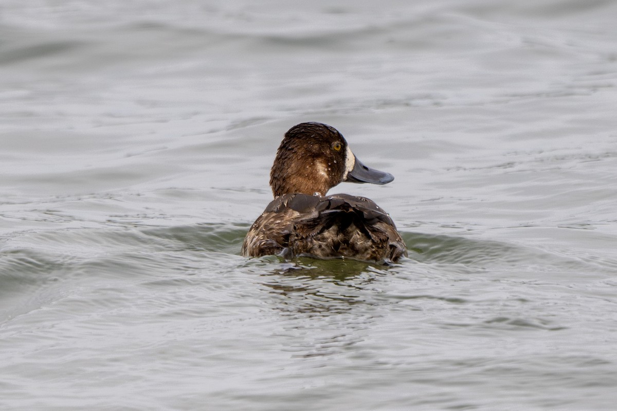 Greater Scaup - ML618183507