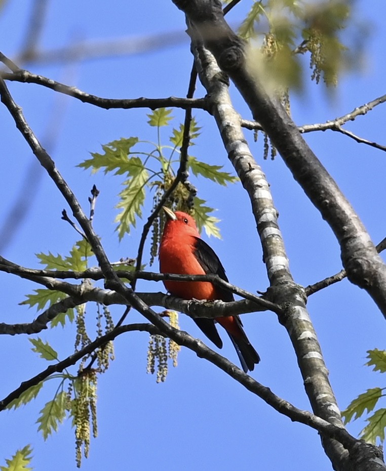 Scarlet Tanager - ML618183513