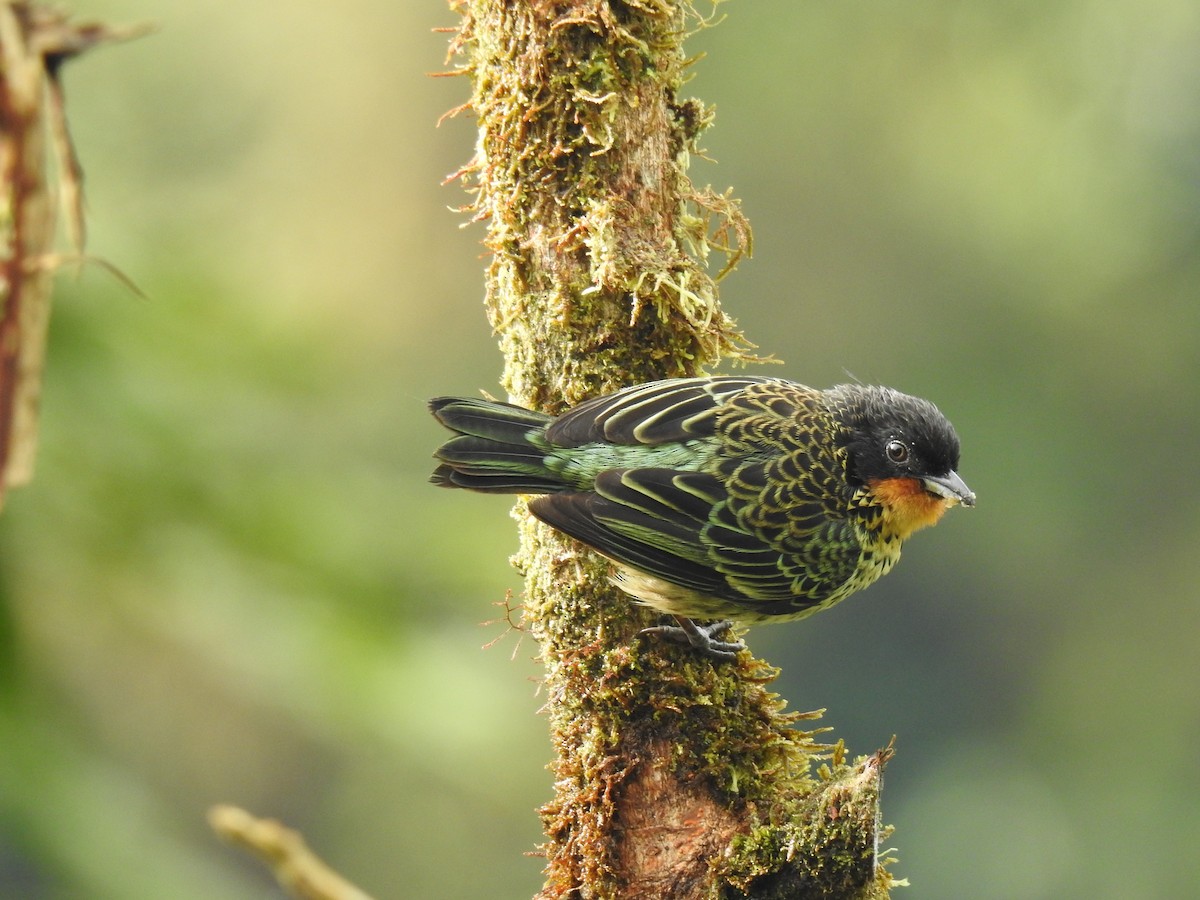 Rufous-throated Tanager - ML618183526