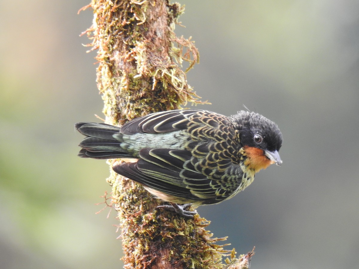 Rufous-throated Tanager - ML618183528
