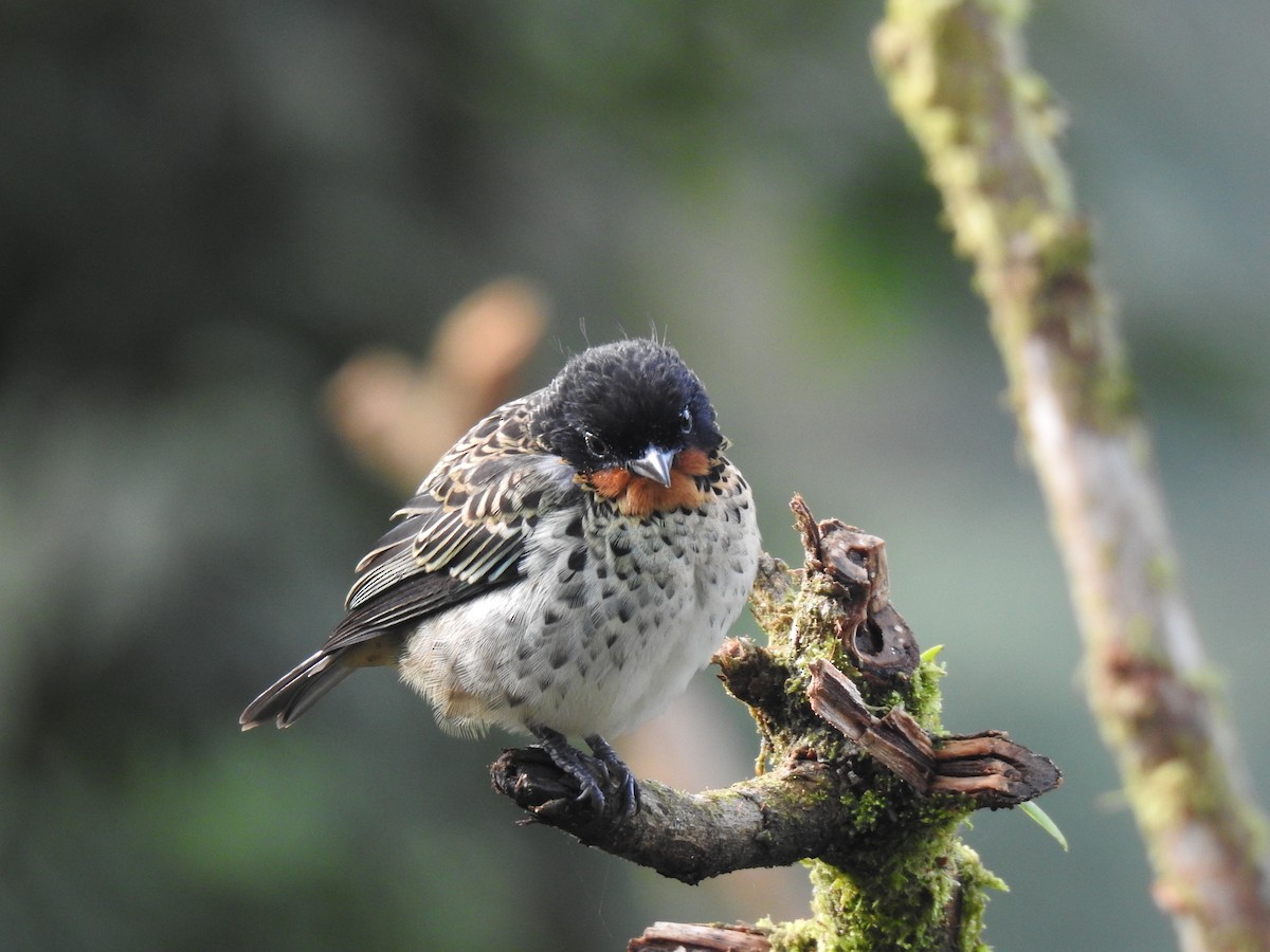 Rufous-throated Tanager - ML618183529