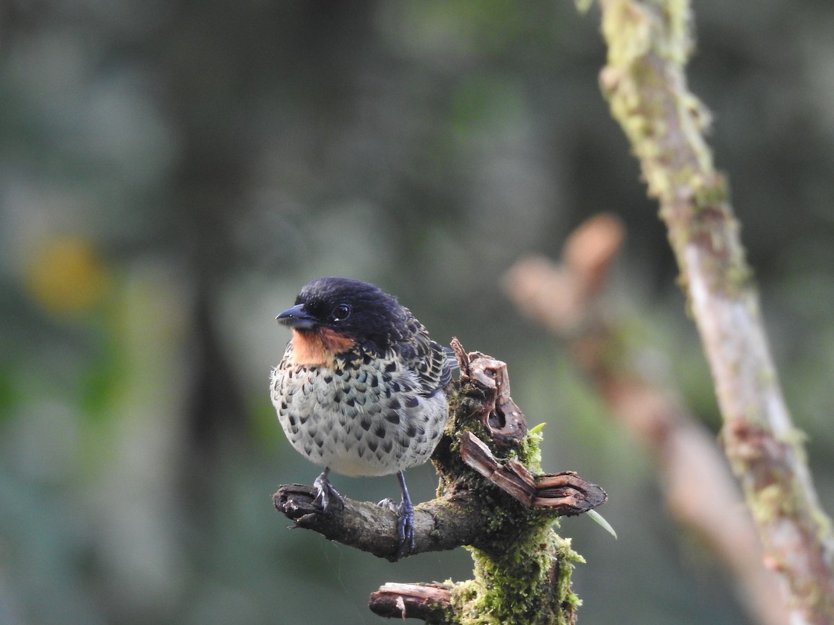 Rufous-throated Tanager - ML618183536
