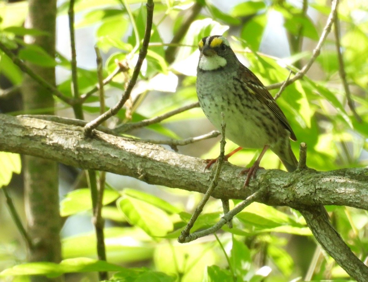 White-throated Sparrow - ML618183552