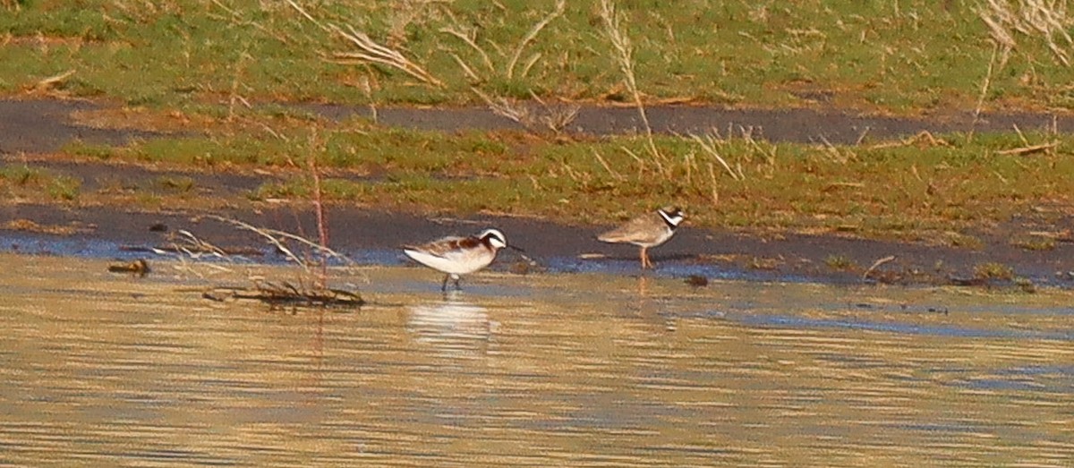 Semipalmated Plover - ML618183612