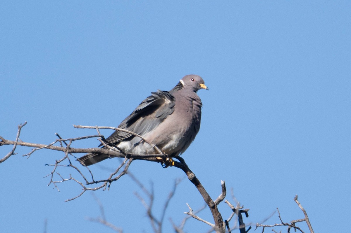 Band-tailed Pigeon - Nancy Christensen