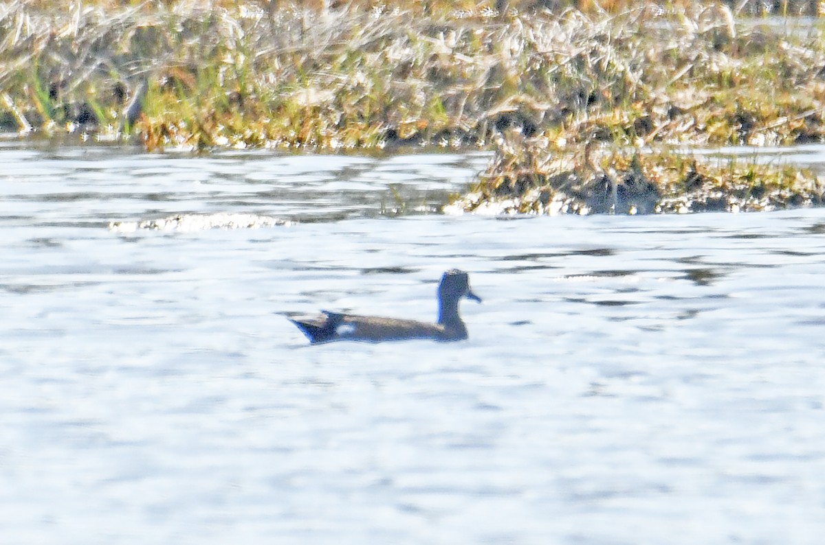 Blue-winged Teal - ML618183653
