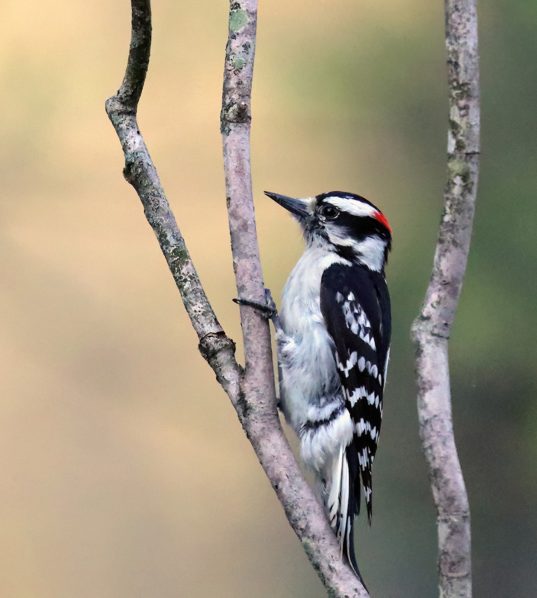 Downy Woodpecker - ML618183706