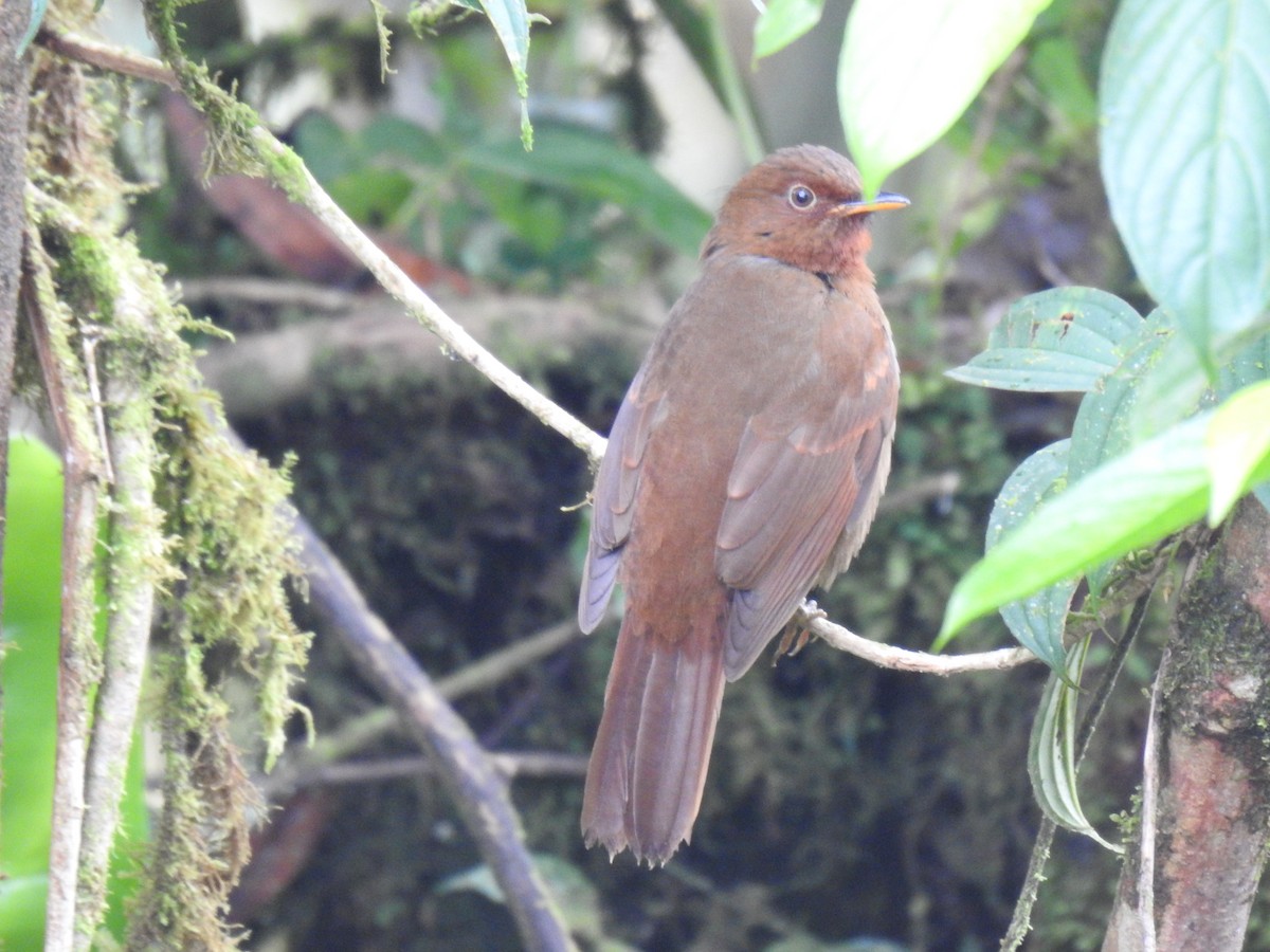 Rufous-brown Solitaire - ML618183741