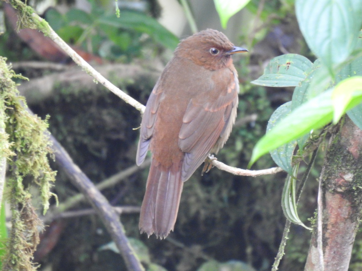 Rufous-brown Solitaire - ML618183743
