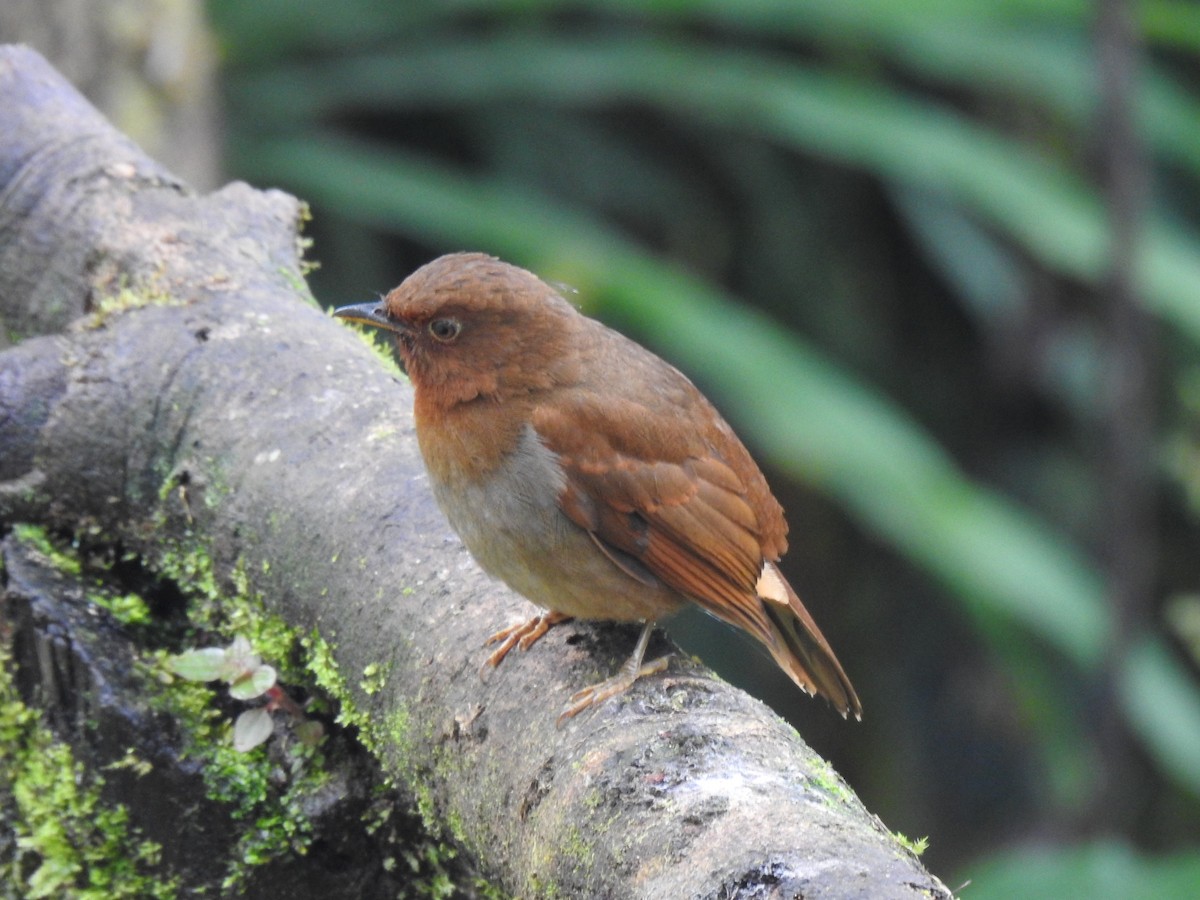 Rufous-brown Solitaire - ML618183744