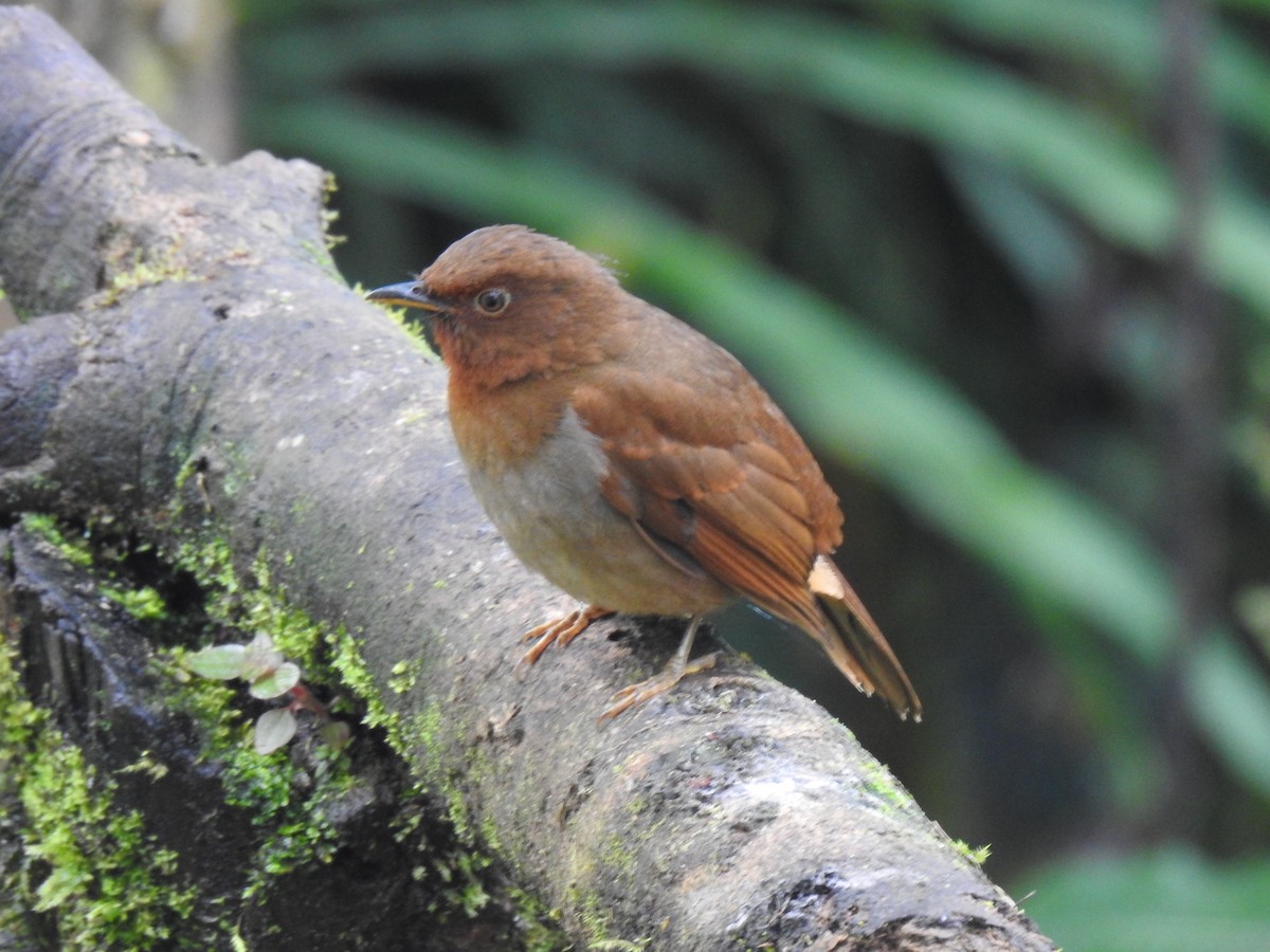 Rufous-brown Solitaire - ML618183748