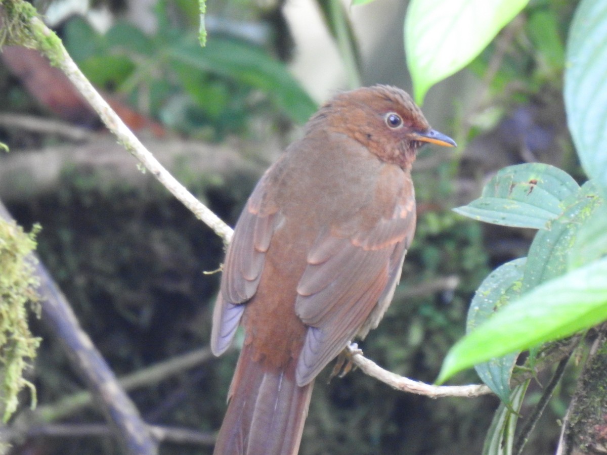 Rufous-brown Solitaire - ML618183752
