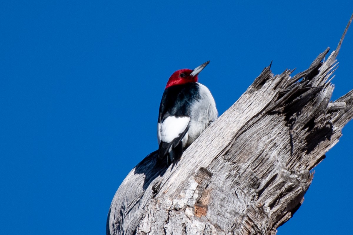 Red-headed Woodpecker - Bill Tollefson