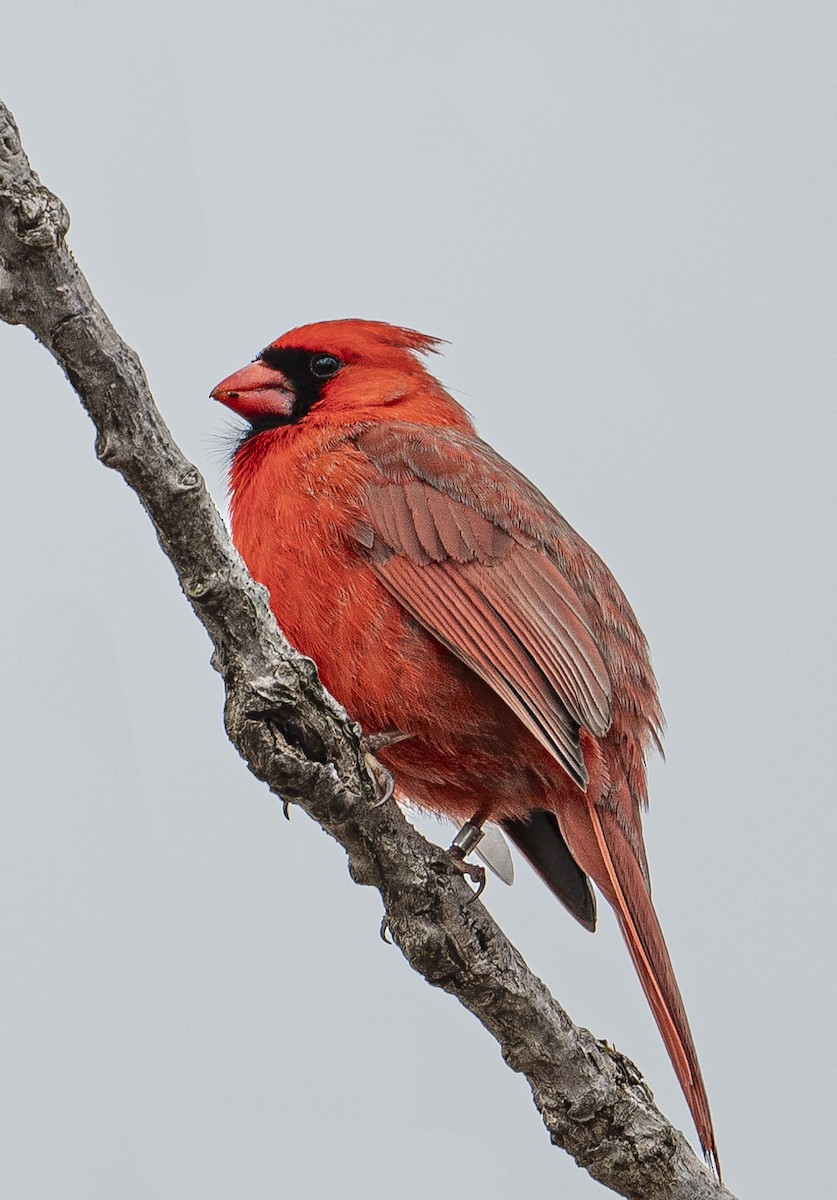 Cardinal rouge - ML618183768