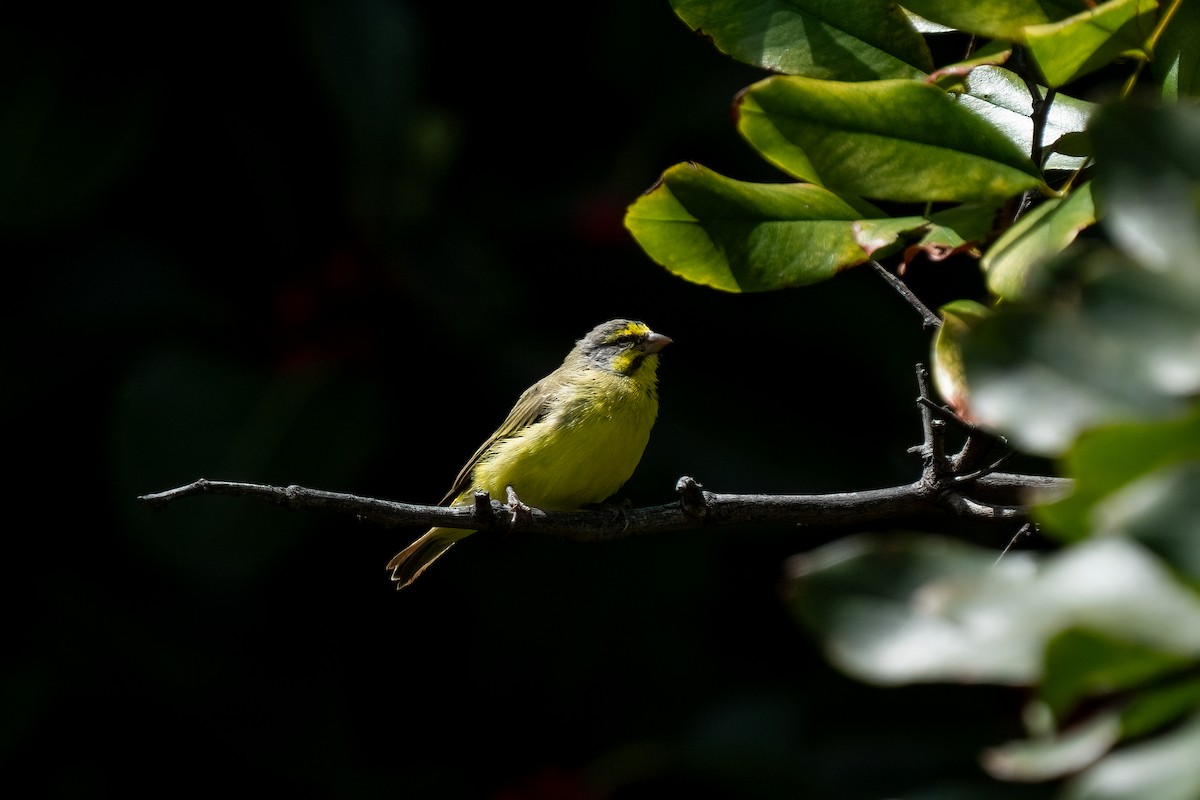 Yellow-fronted Canary - ML618183775