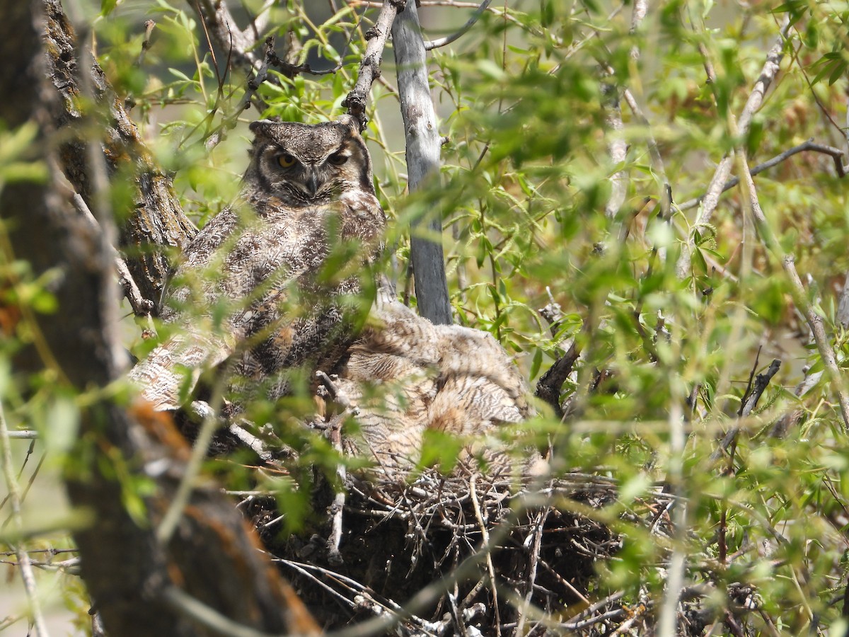 Great Horned Owl - ML618183785