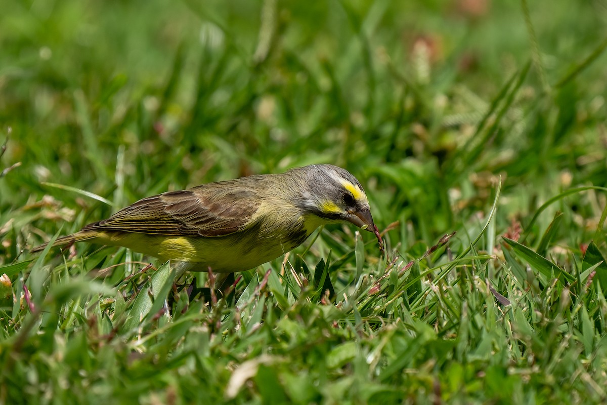 Yellow-fronted Canary - ML618183792