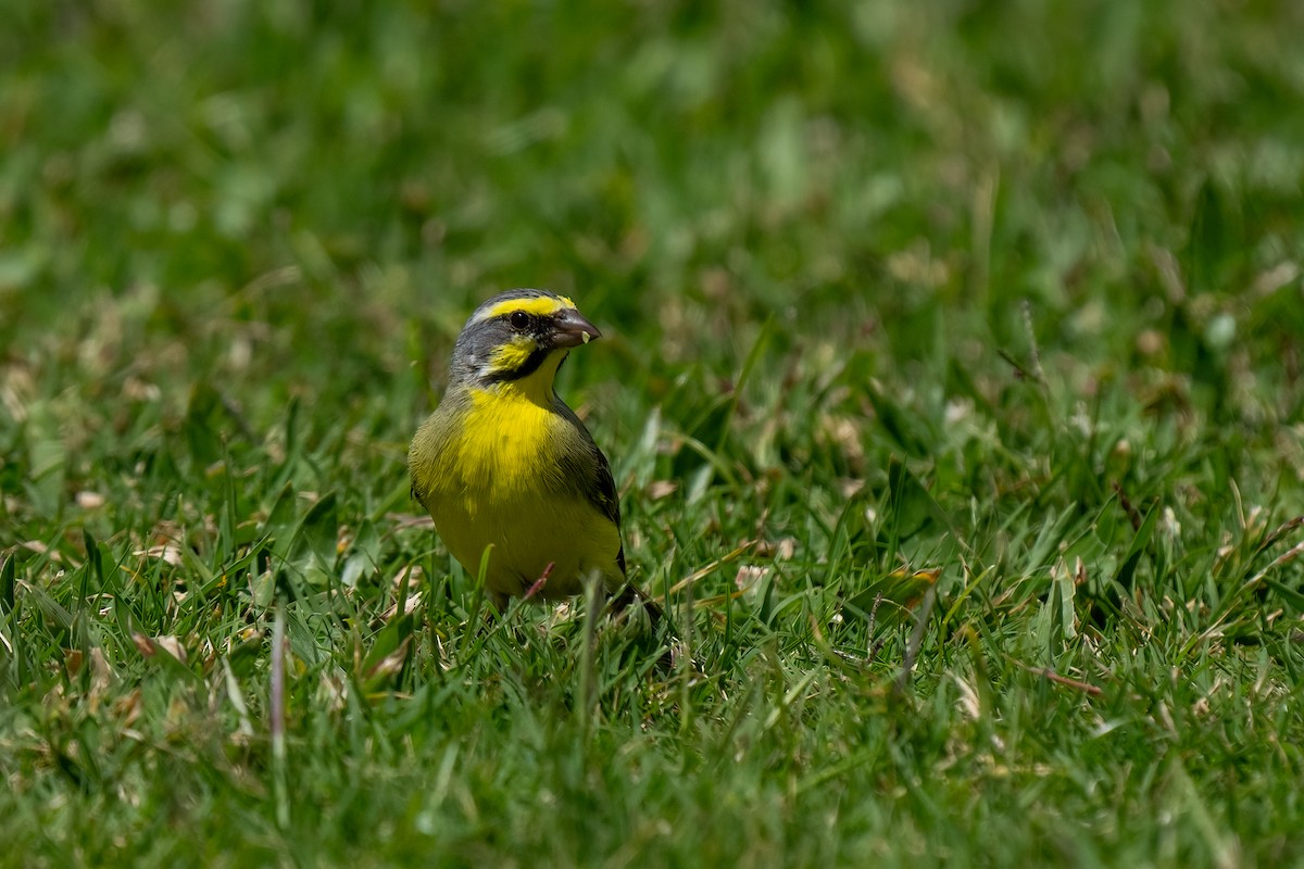 Yellow-fronted Canary - ML618183809