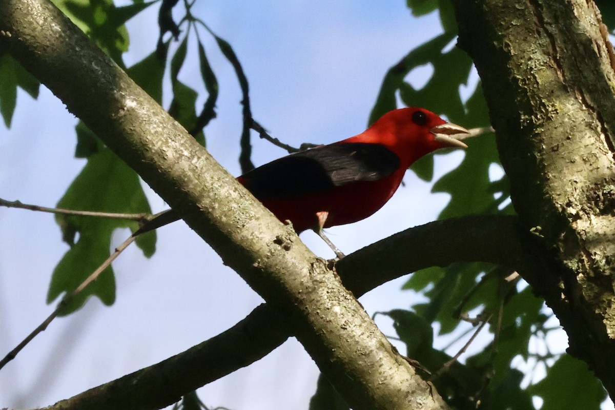 Scarlet Tanager - ML618183846