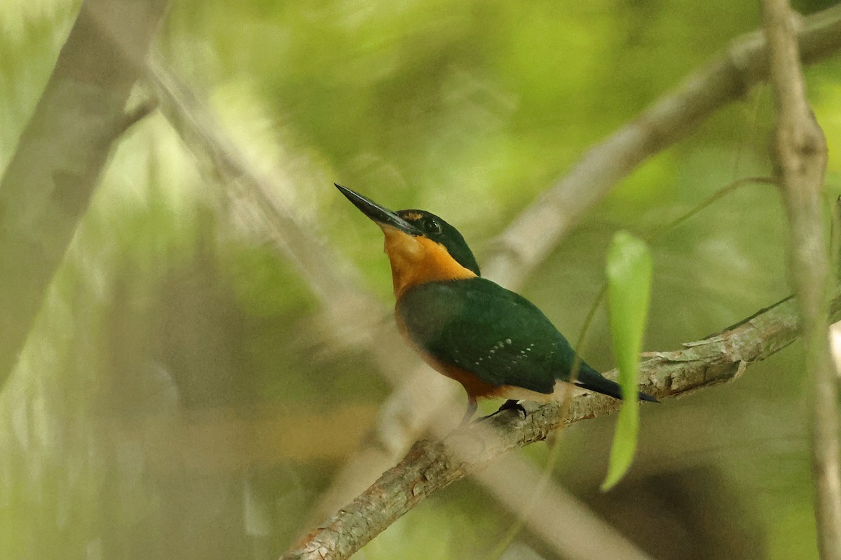 American Pygmy Kingfisher - Jennifer Zelik