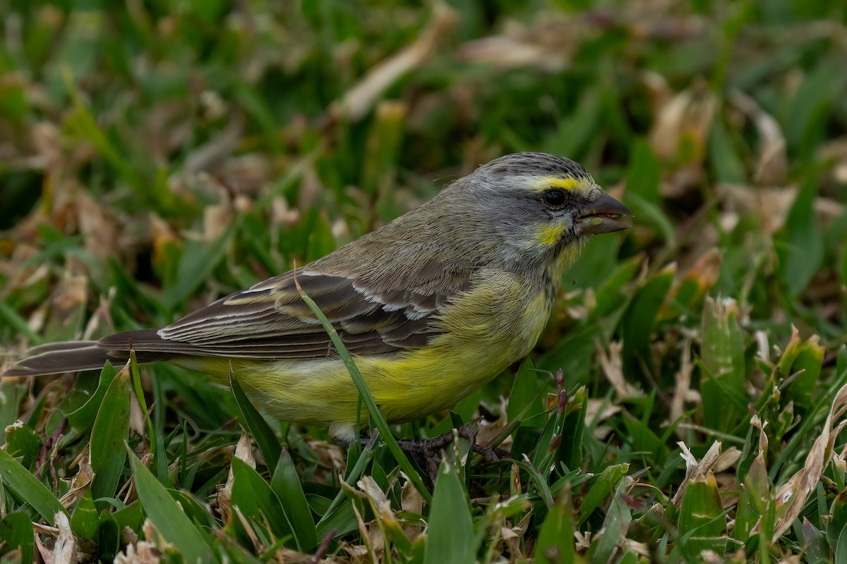 Yellow-fronted Canary - ML618183937