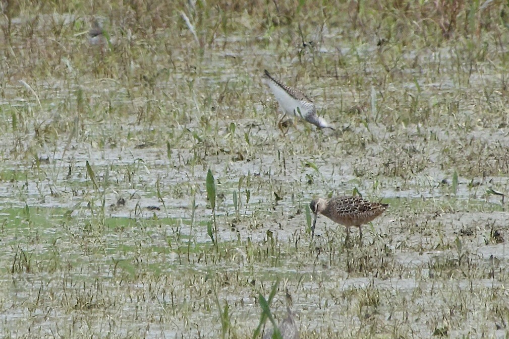 Long-billed Dowitcher - ML618183938