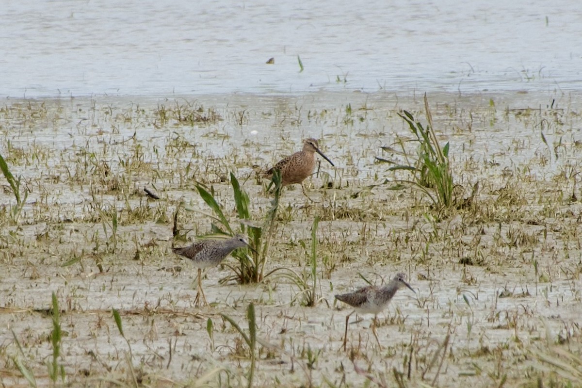 Long-billed Dowitcher - ML618183939