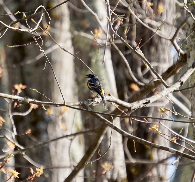 Yellow-rumped Warbler (Myrtle) - ML618183960