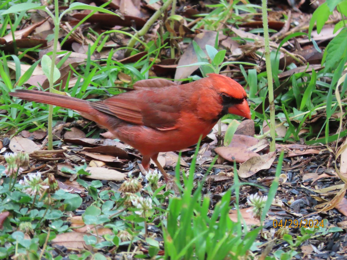 Cardinal rouge - ML618183977