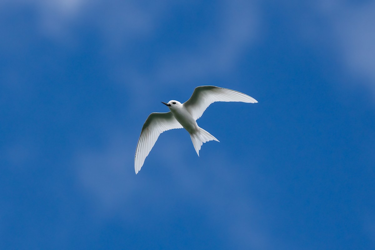White Tern - ML618183981