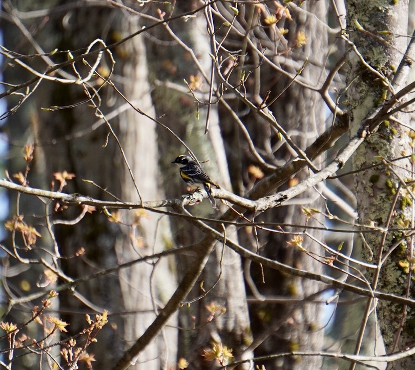 Yellow-rumped Warbler (Myrtle) - ML618183993