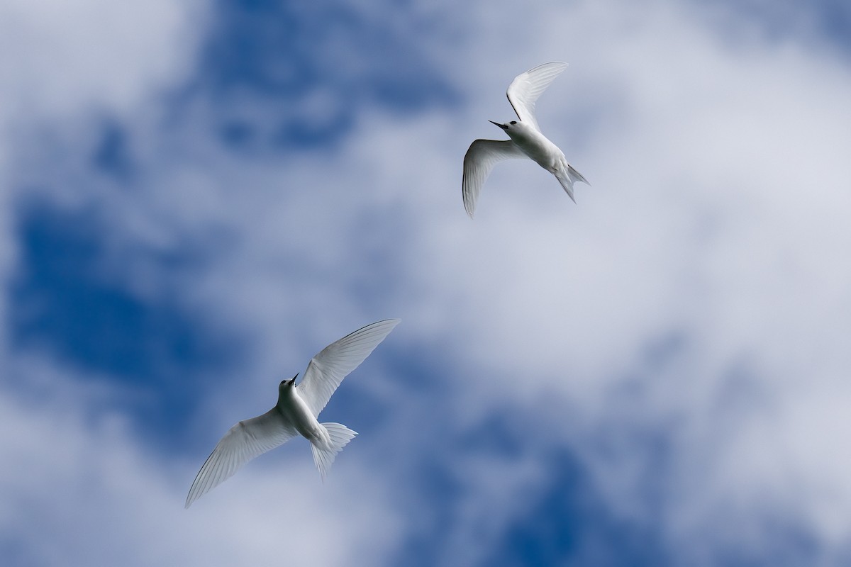 White Tern - ML618183997